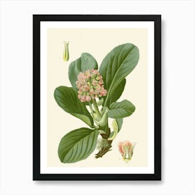 Rhodiola Art Print