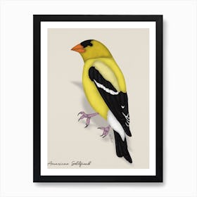 American Goldfinch Art Print