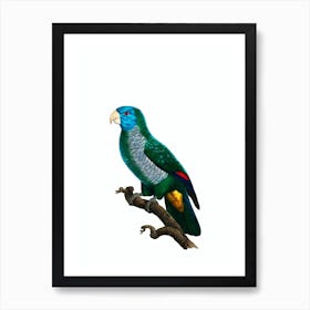 Vintage Saint Lucia Amazon Parrot Bird Illustration on Pure White Art Print