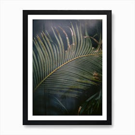 Palm  leaf behind the glass | Hortus Botanicus | Amsterdam | The Netherlands Art Print
