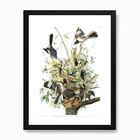 Mockingbird Art Print