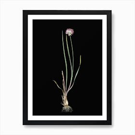 Vintage Allium Foliosum Botanical Illustration on Solid Black Art Print