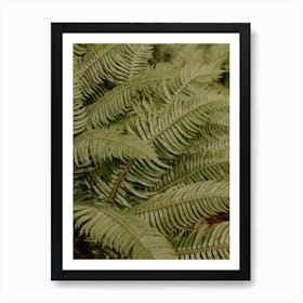 Oregon Ferns Art Print