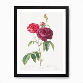 Purple French Rose, Rosa Gallica Purpuro Violacea Magna From Les Roses, Pierre Joseph Redoute Art Print