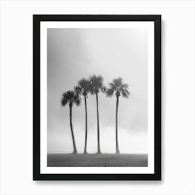 Palm Trees In The Fog Art Print