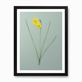 Vintage Narcissus Odorus Botanical Art on Mint Green Art Print