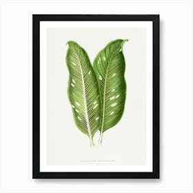 Vintage Botanical Art Print _2643235 Art Print