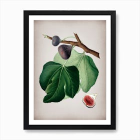 Vintage Black Fig Botanical on Parchment n.0168 Art Print