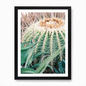 Close Up green cute Cactus // Ibiza Nature & Travel Photography Art Print