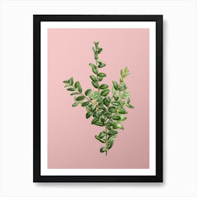 Vintage Boxwood Bush Botanical on Soft Pink n.0739 Art Print
