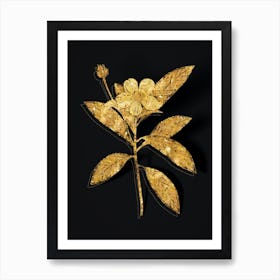 Vintage Loblolly Bay Botanical in Gold on Black n.0291 Art Print
