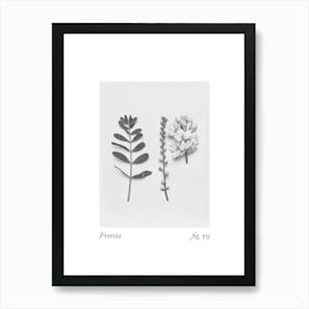 Freesia Botanical Collage 1 Art Print