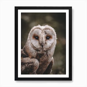 Rustic Barn Owl Art Print