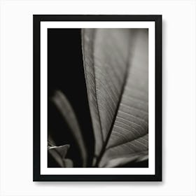 Black And White Leaf Art Print