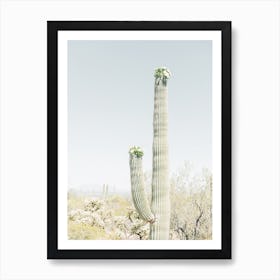 Blooming Saguaro Art Print