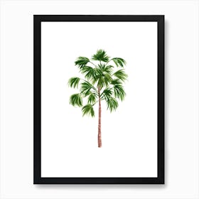 Windmill Palm Tree Art Print