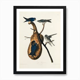 Purple Martin, Birds Of America, John James Audubon Art Print