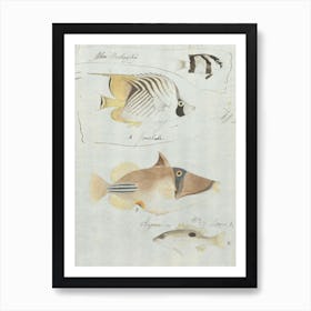 Four Fish, Luigi Balugani Art Print