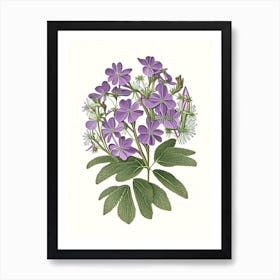 Creeping Phlox Wildflower Vintage Botanical Art Print