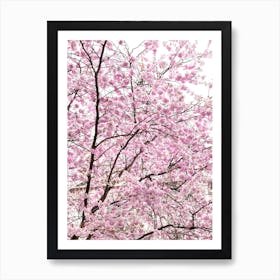 Cherry Blossom Sky Art Print