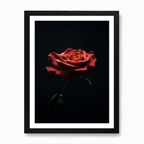 Dark Rose 27 Art Print