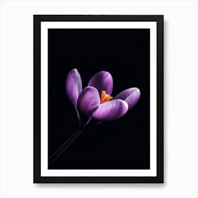 Crocus Flower On Black Background Art Print