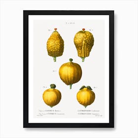 Lemon, Pierre Joseph Redoute Art Print