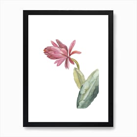 Botanical Illustration Pink Cactus Flower Art Print