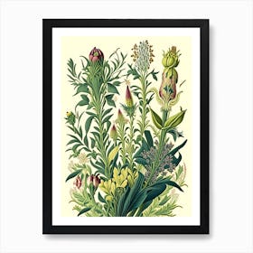 Lysimachia Floral 1 Botanical Vintage Poster Flower Affiche