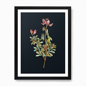 Vintage Restharrows Botanical Watercolor Illustration on Dark Teal Blue n.0047 Art Print