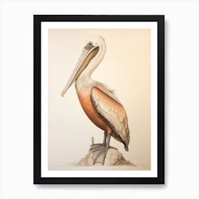 Vintage Bird Drawing Brown Pelican 3 Art Print