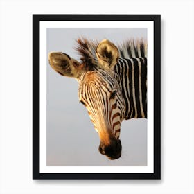 Zebra Head Art Print