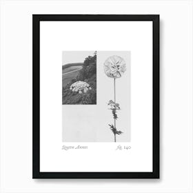 Queen Annes Botanical Collage 2 Art Print