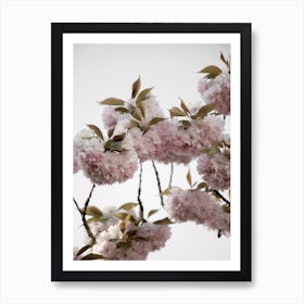 Clouds Of Cherry Flowers Art Print