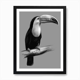 A toucan Art Print