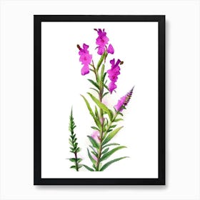 Obedient Plant Wildflower Watercolour Art Print