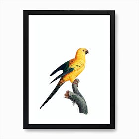 Vintage Sun Parakeet Bird Illustration on Pure White Art Print