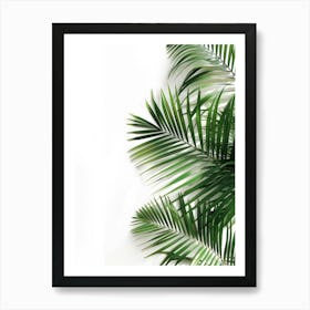 Palm Leaves On White Background Art Print