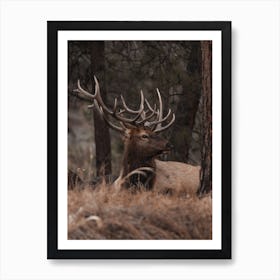 Bull Elk In Arizona Art Print
