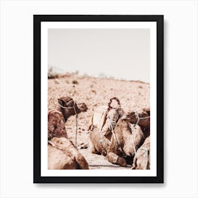 Desert Camels Art Print