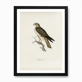 Merlin Female (Falco Aesalon), The Von Wright Brothers 1 Art Print