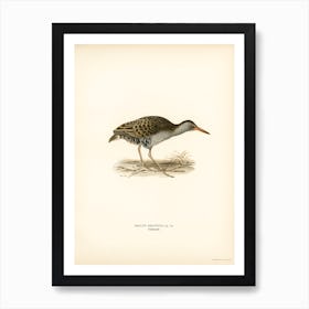 Water Rail, The Von Wright Brothers Art Print