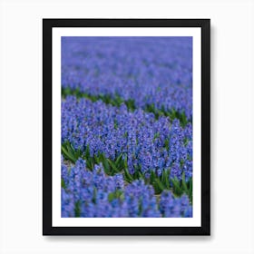 Field of Blue Hyacinths Art Print