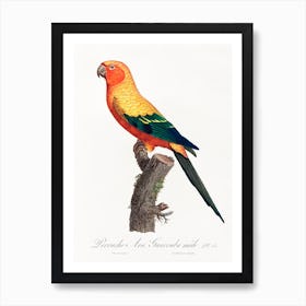 The Sun Parakeet, Male From Natural History Of Parrots, Francois Levaillant Art Print