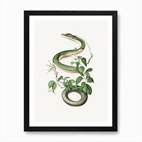 Vine Snake Vintage Art Print