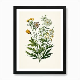 Vintage Botanical Galleria Style Wildflower Painting 13 Art Print