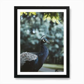 Peacock Art Print