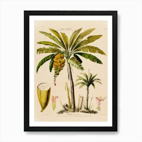 Banana Tree Art Print