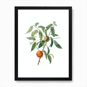 Vintage Peach Botanical Illustration on Pure White n.0318 Art Print