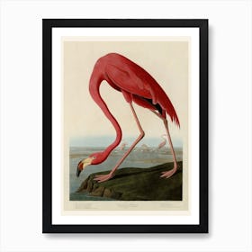 American Flamingo Living Room Art print